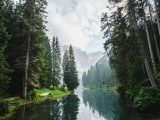 Perché camminare nel bosco fa bene 4 hAlUBAAAAAAAAAADANyZwAAFF2mhIAAAAAElFTkSuQmCC