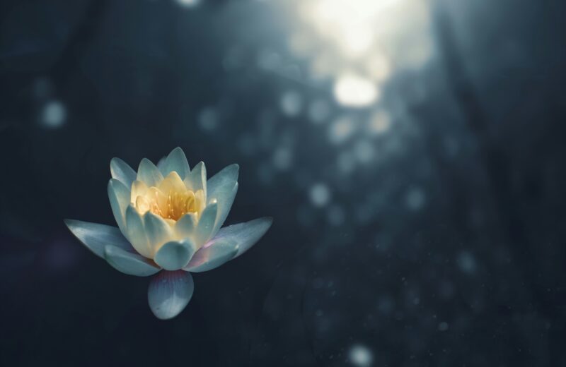 Pop Meditation Episodio 8: l'anandamide e il monossido d'azoto 1
