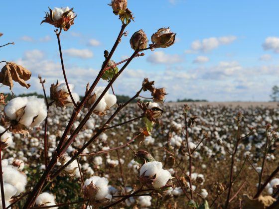 Le fibre naturali hanno sempre un impatto positivo sull’ambiente? 5