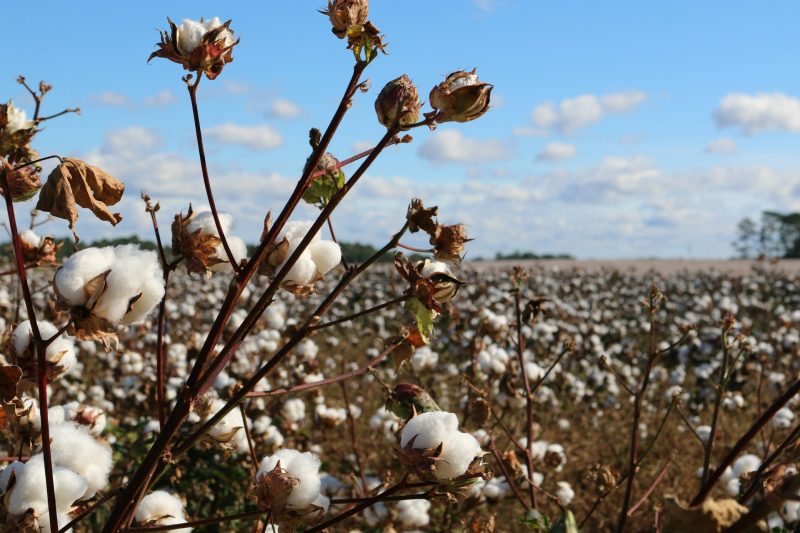 Le fibre naturali hanno sempre un impatto positivo sull’ambiente? 1 elWgAAAABJRU5ErkJggg==