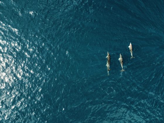 BioNike e Worldrise insieme per il mare 3