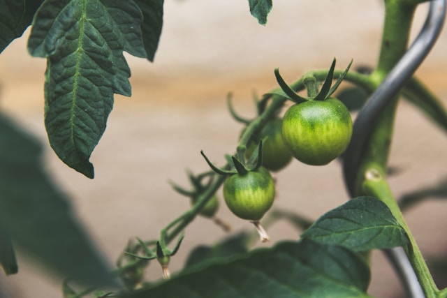 Cibo sano e sostenibile: cosa mangiare? 4 agricoltura biologica