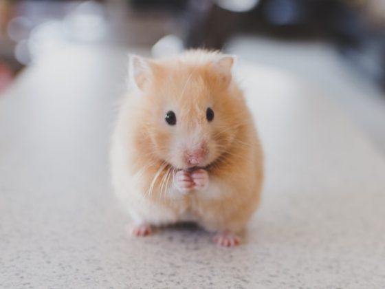 Which brands are still experimenting with cosmetics on animal? 2