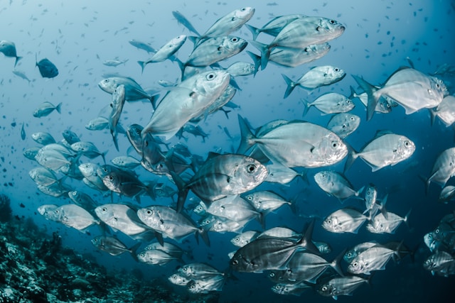 Cibo sano e sostenibile: cosa mangiare? 3 sebastian pena lambarri YV593oyMKmo unsplash