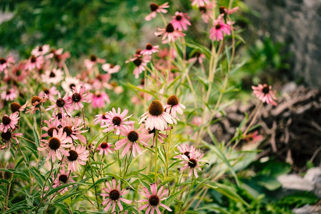 Autunno: è il momento dell'echinacea 2 mazzo di echinacea