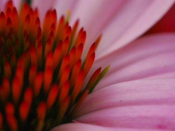 Autunno: è il momento dell'echinacea 3 fiore di echinacea