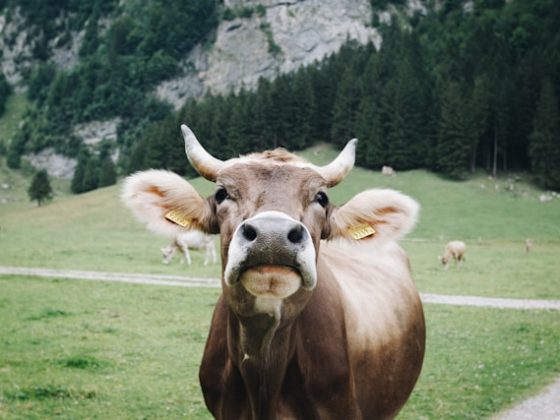 Essere carnivori con coscienza: la nuova frontiera dell’etica alimentare 2 Mucca