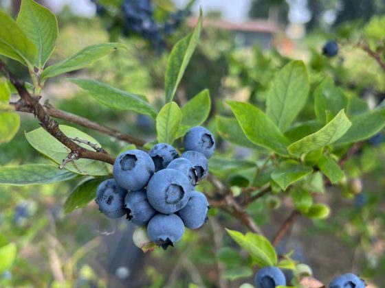 Il Campo dei Mirtilli delle Meraviglie ti aspetta a Vimodrone 6 Campo dei mirtilli