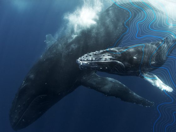Aiuta le balene e usa Whale Alert per fare la differenza 5