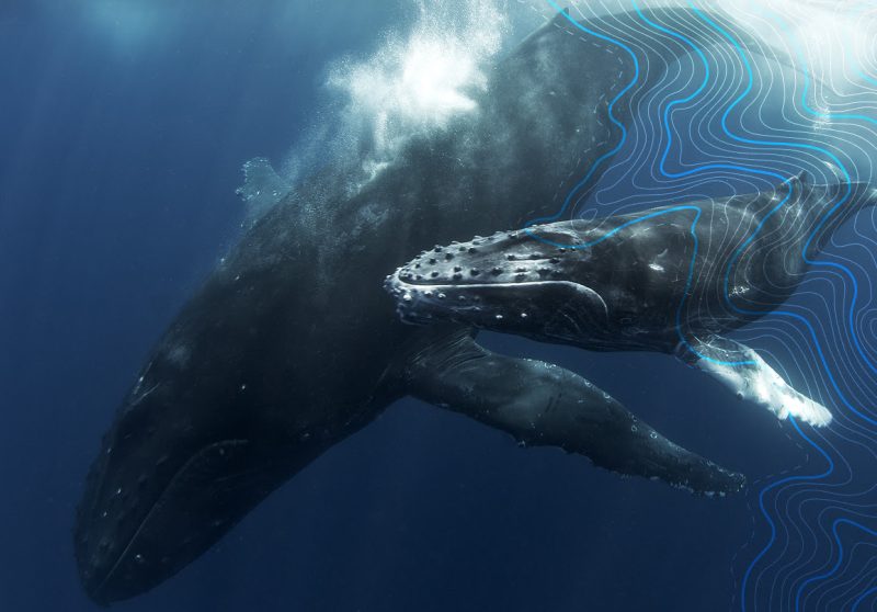 Aiuta le balene e usa Whale Alert per fare la differenza 1
