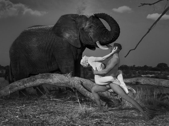 Dancing with Nature: quando l’arte danza con gli elefanti 6