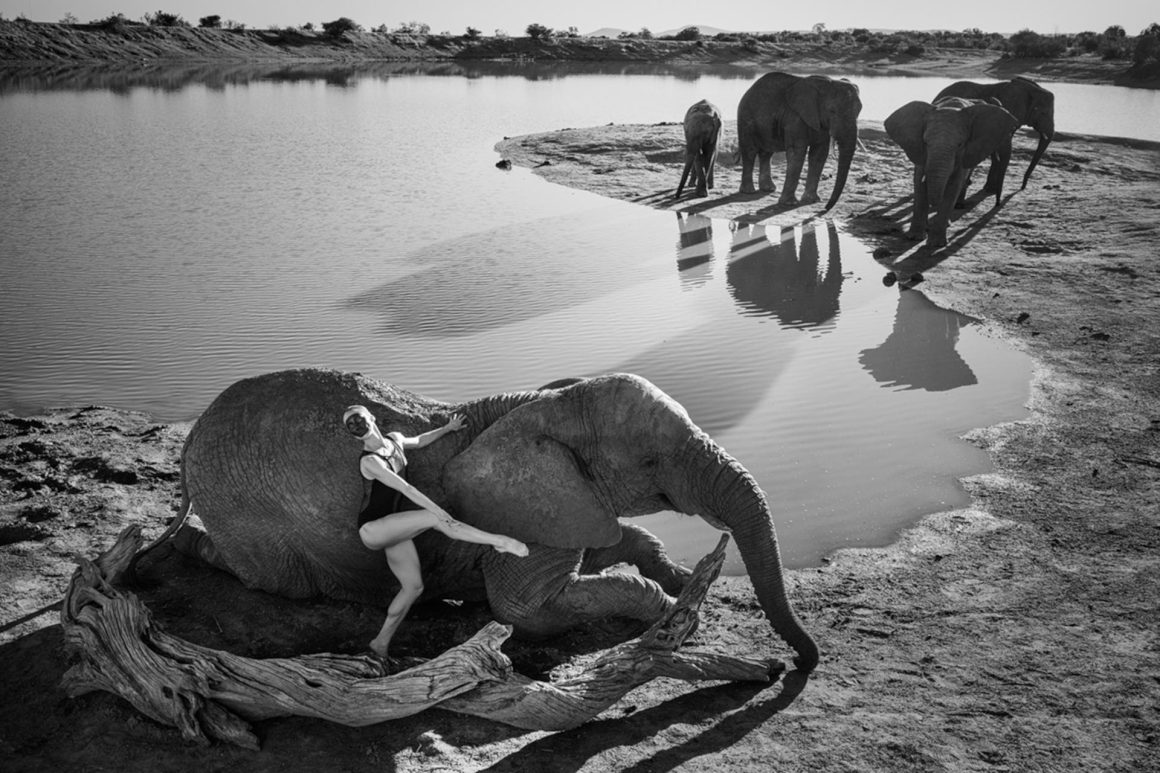 Dancing with Nature: quando l’arte danza con gli elefanti 3 unnamed 73