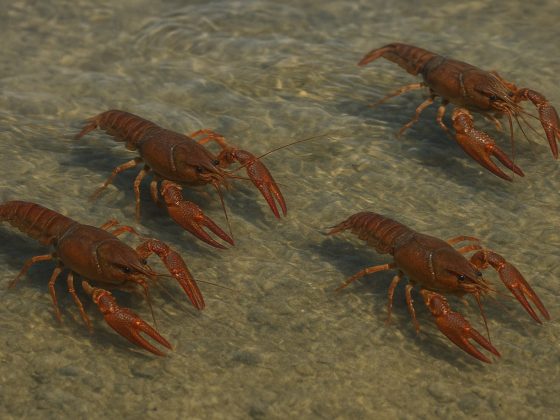 Gamberi – Festival delle Acque: tre giorni per celebrare e difendere l’acqua 14