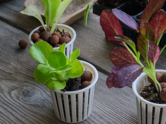 Coltivazione idroponica: l’orto sostenibile che cresce senza terra 12 Piantine coltivate in maniera idroponica