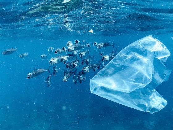 Salute: ogni anno ingeriamo 45mila particelle di microplastica 8 Mare con oggetti di plastica e microplastiche