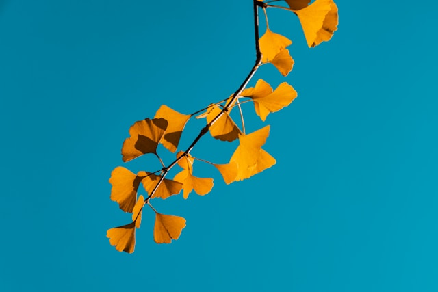 hongwei fan MZ d4KNthU unsplash