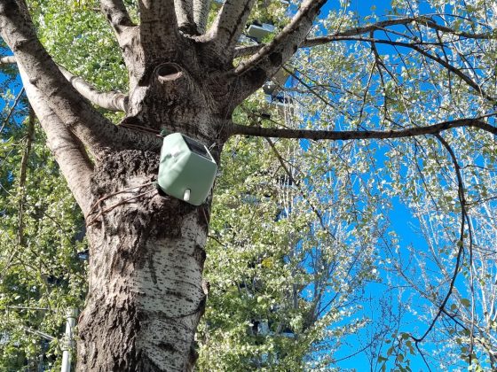 Intelligenza artificiale e alberi: un nuovo modello di cura del verde urbano 7