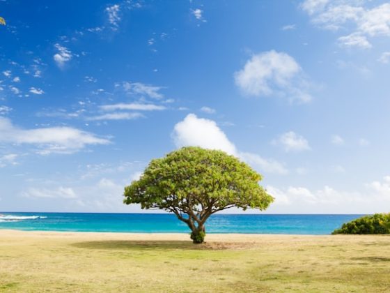 Silent Friend: quando gli alberi ci parlano 1